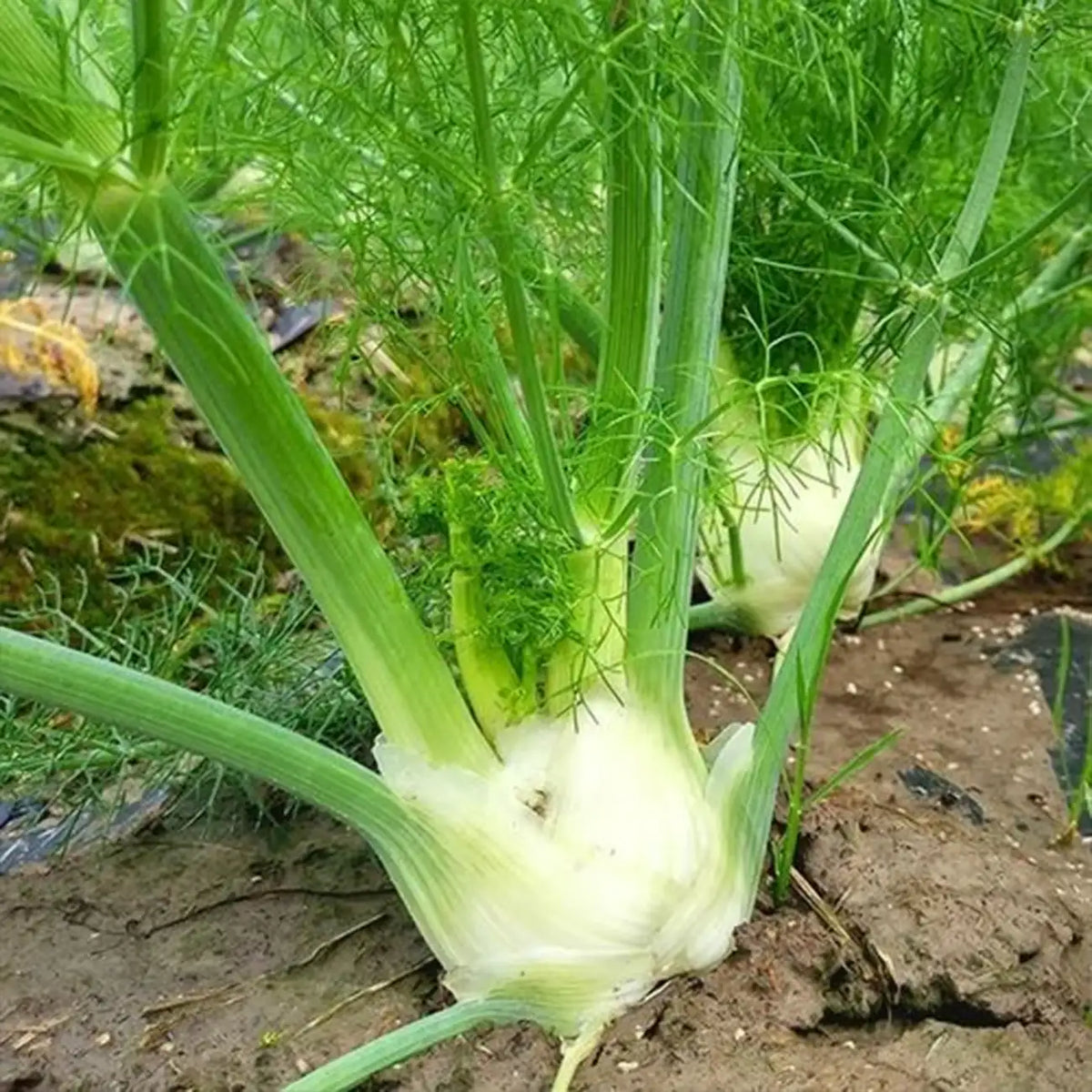 Bulbing Fennel Seeds