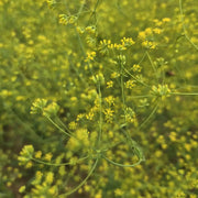 Bupleurum Seeds