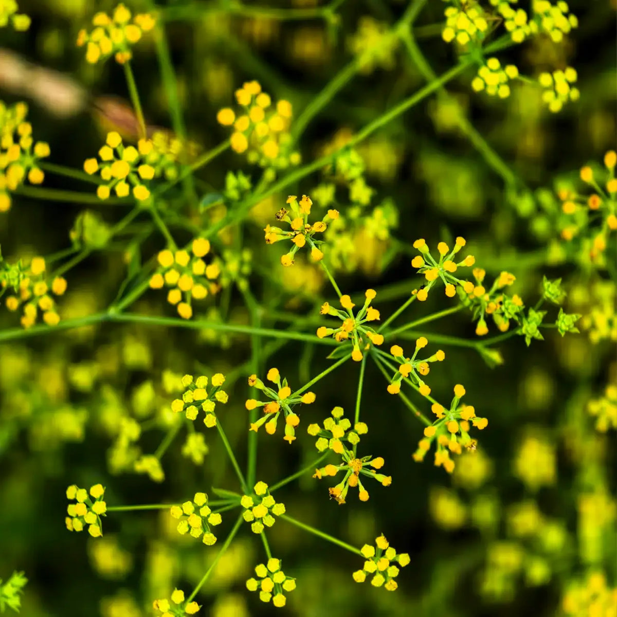 Bupleurum Seeds