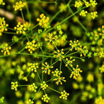 Bupleurum Seeds
