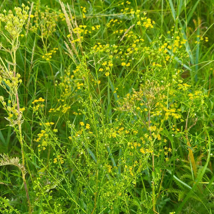 Bupleurum Seeds