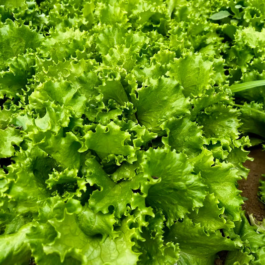 Buttercrunch Lettuce Seeds