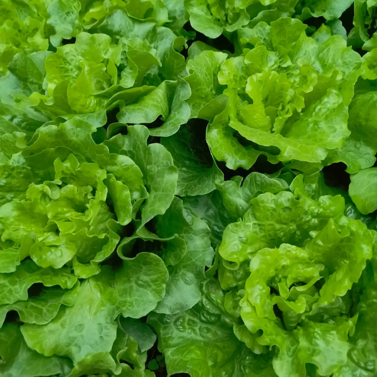 Buttercrunch Lettuce Seeds