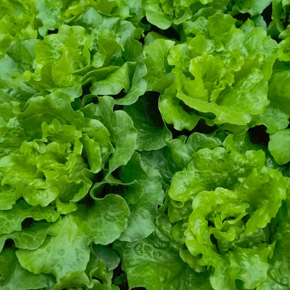 Buttercrunch Lettuce Seeds