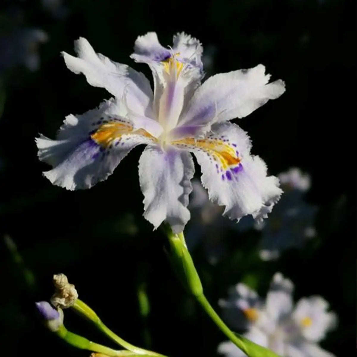 Butterfly Flower Seeds