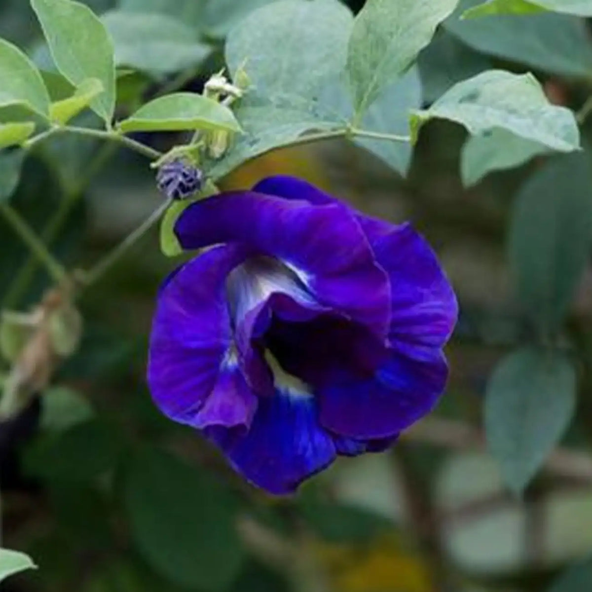 Butterfly Pea Seeds