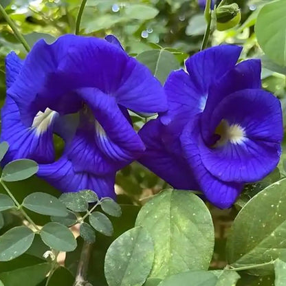 Butterfly Pea Seeds