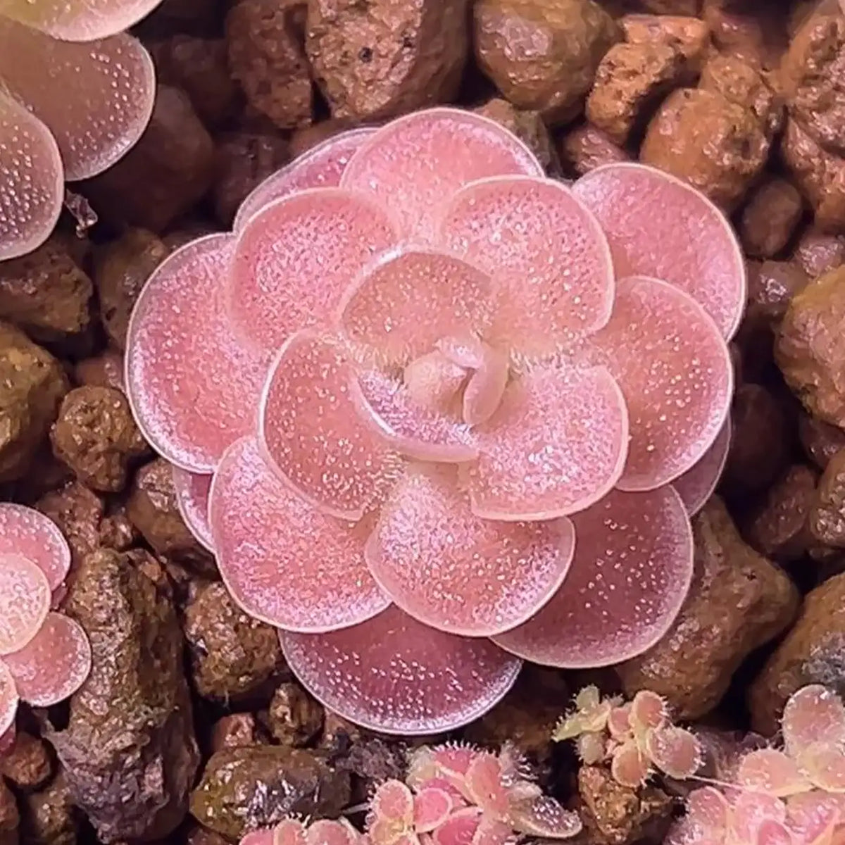Butterwort Carnivorous Plant Seeds