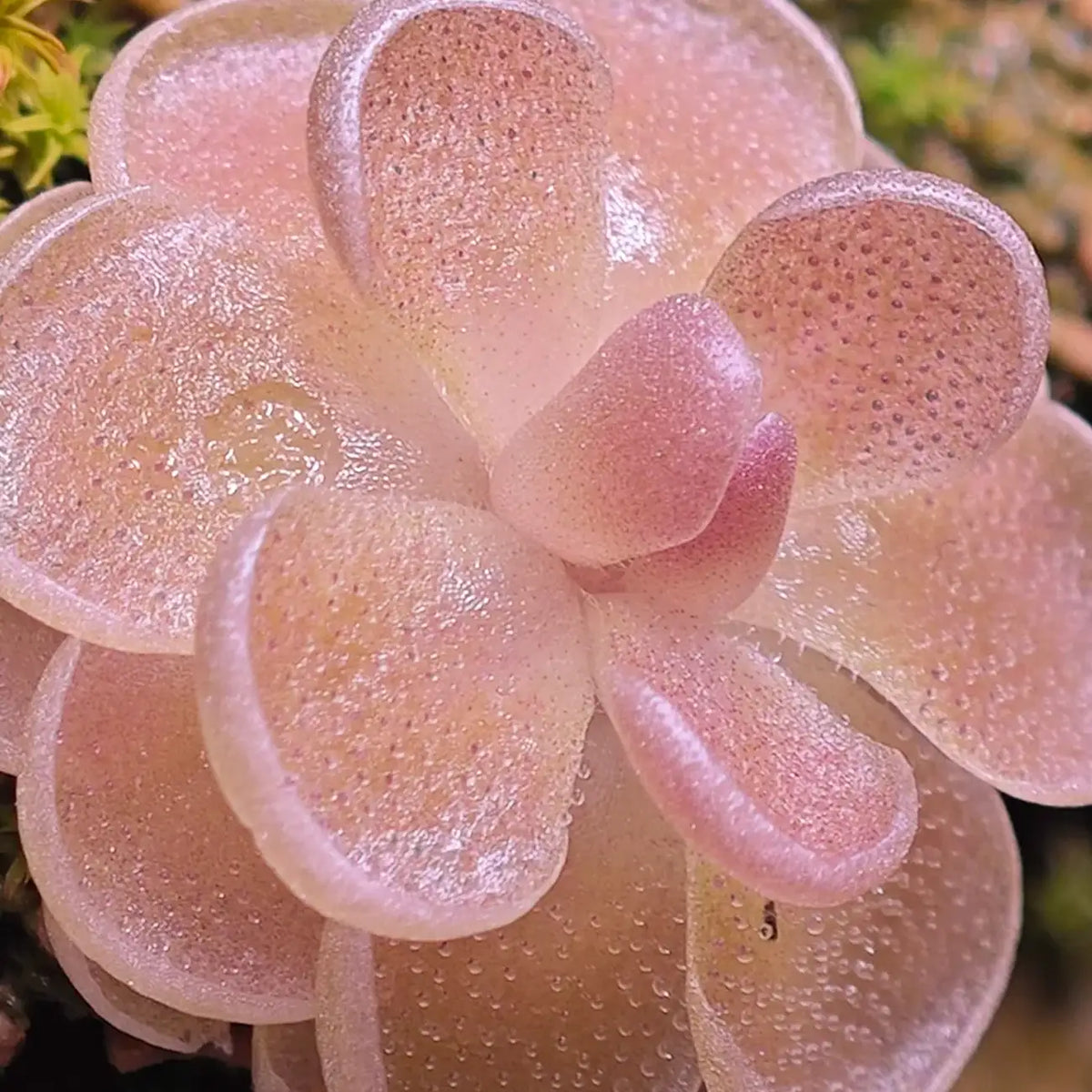 Butterwort Carnivorous Plant Seeds