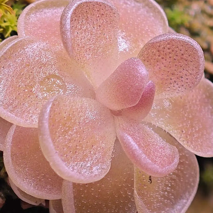 Butterwort Carnivorous Plant Seeds