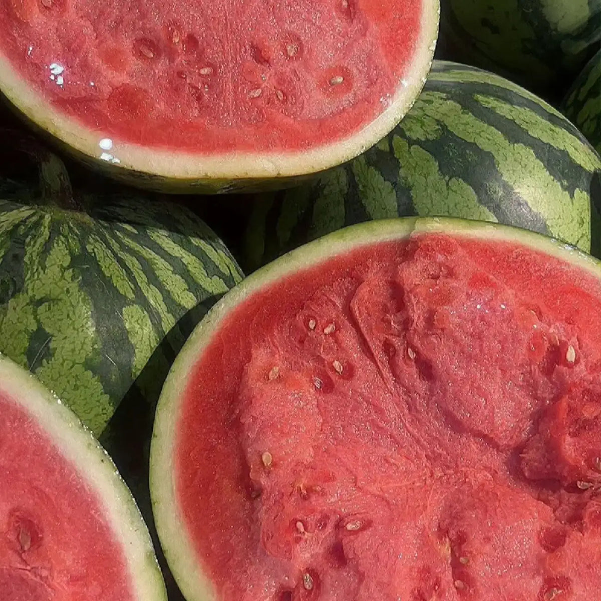 Cal Sweet Bush Watermelon Seeds