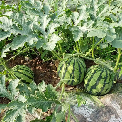 Cal Sweet Bush Watermelon Seeds