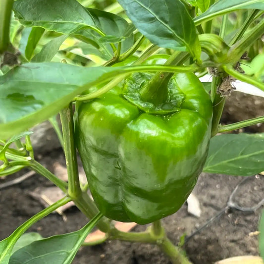 California Wonder Organic Pepper Seeds