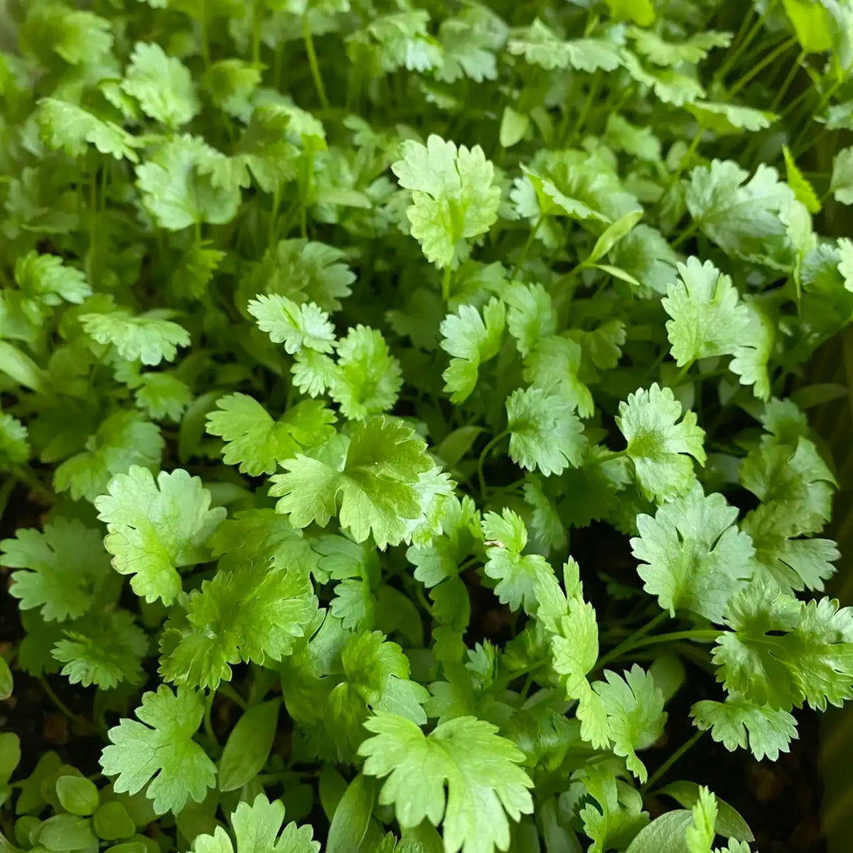 Calypso Cilantro Seeds