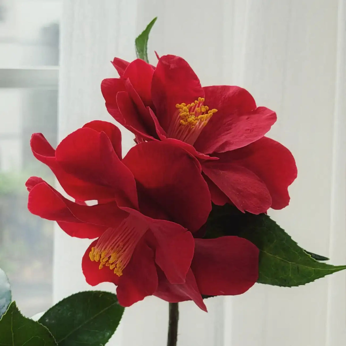 Camellia 'Royal Velvet' Seeds
