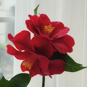 Camellia 'Royal Velvet' Seeds