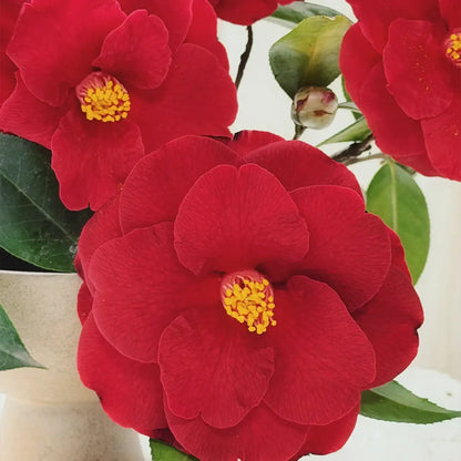 Camellia 'Royal Velvet' Seeds