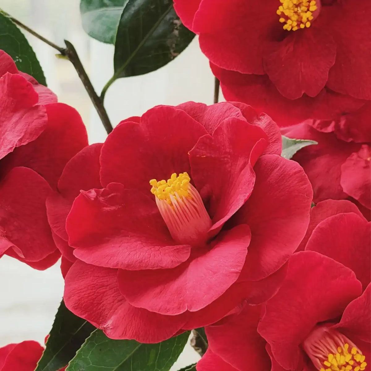 Camellia 'Royal Velvet' Seeds