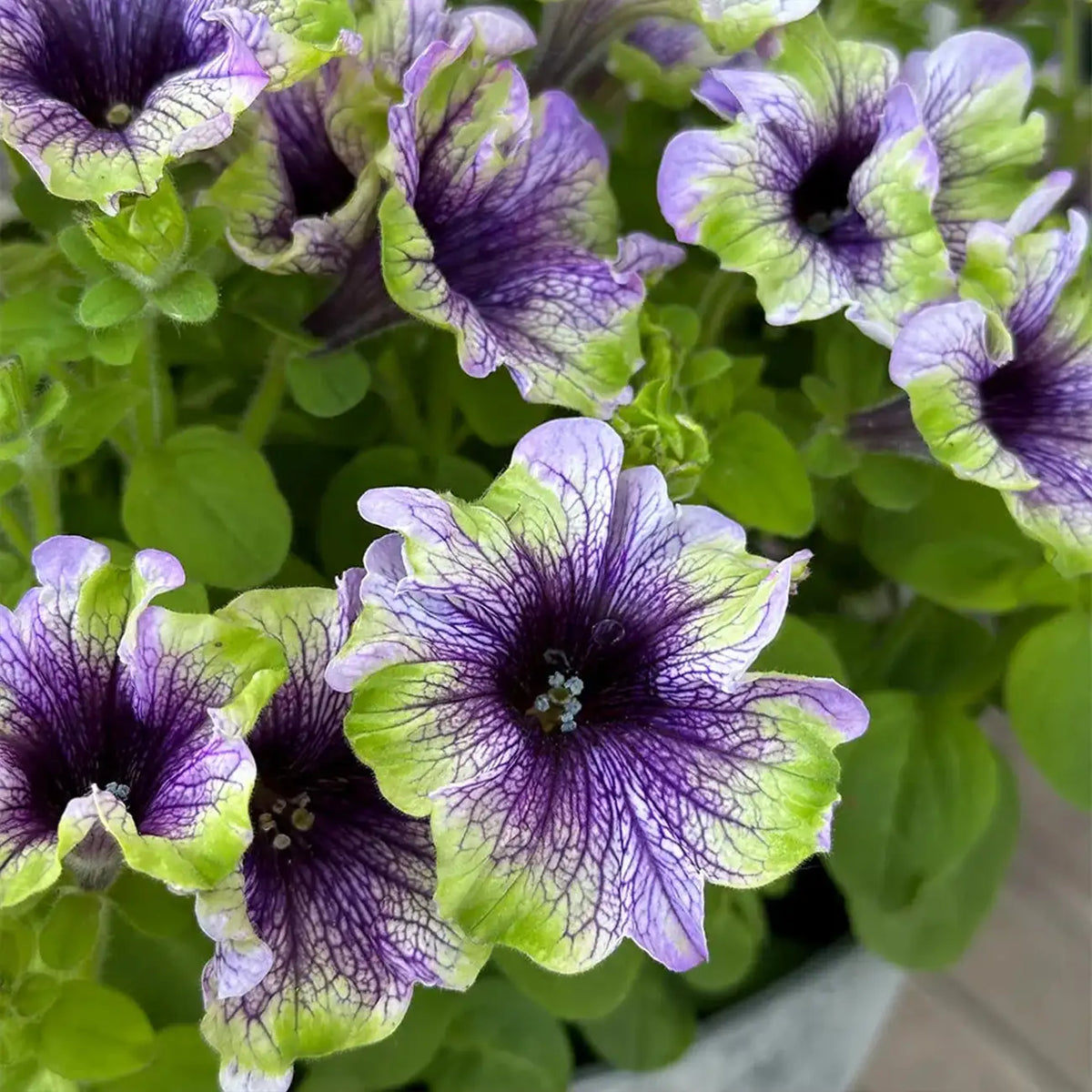Petunia Seeds - Purple Neon
