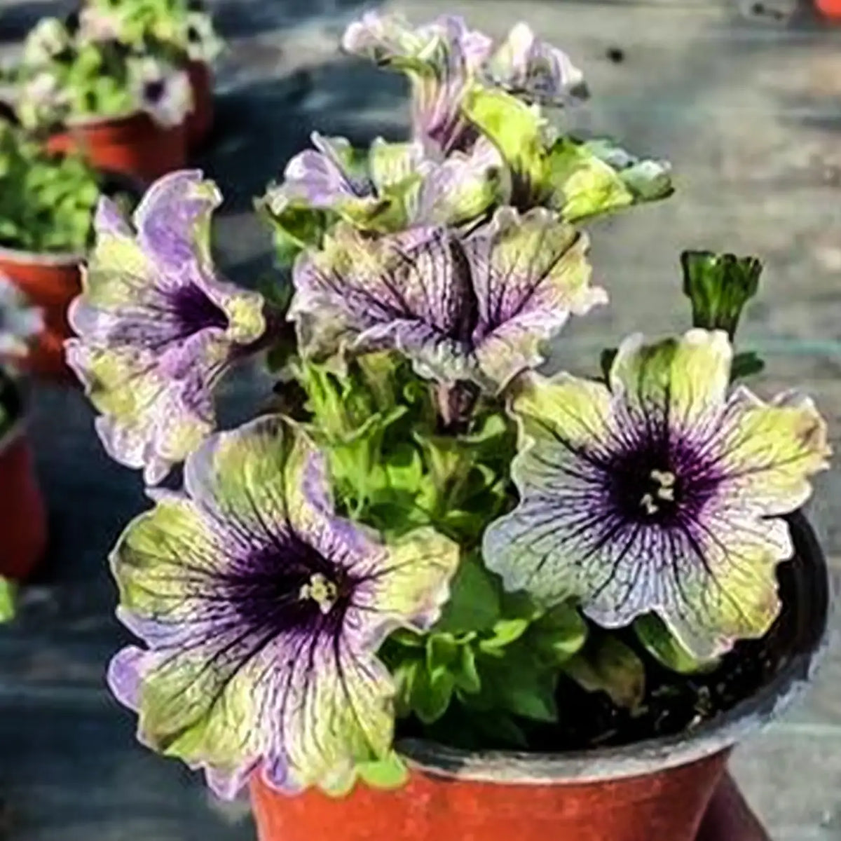 Petunia Seeds - Purple Neon