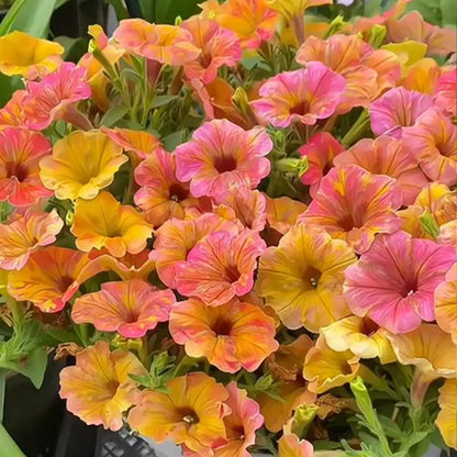 Petunia Seeds - Golden Nectar