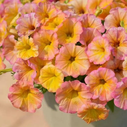 Petunia Seeds - Golden Nectar