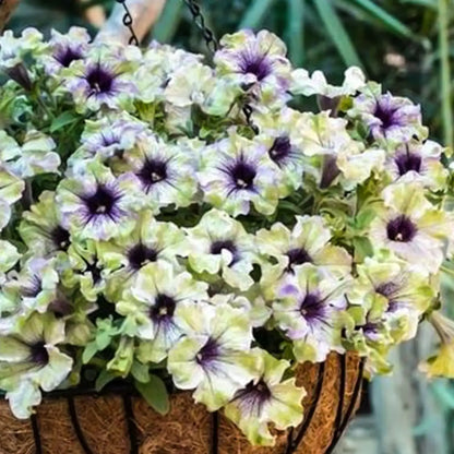 Petunia Seeds - Mystic Eye