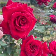 Carola Rose Seeds
