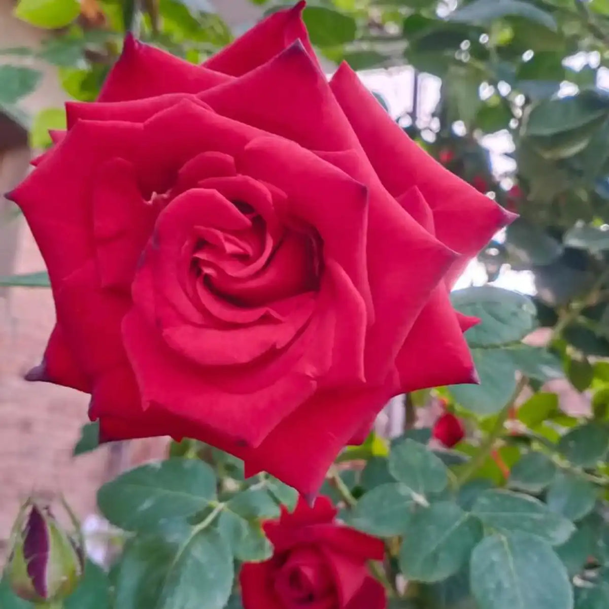 Carola Rose Seeds