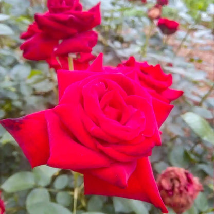 Carola Rose Seeds