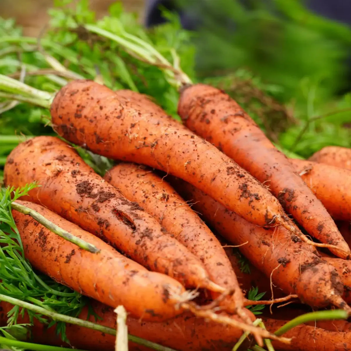 Carrots  Seeds