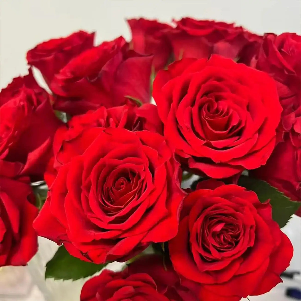 Cherish Rose Seeds