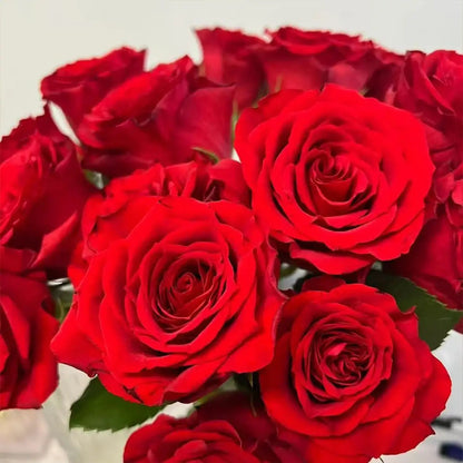 Cherish Rose Seeds