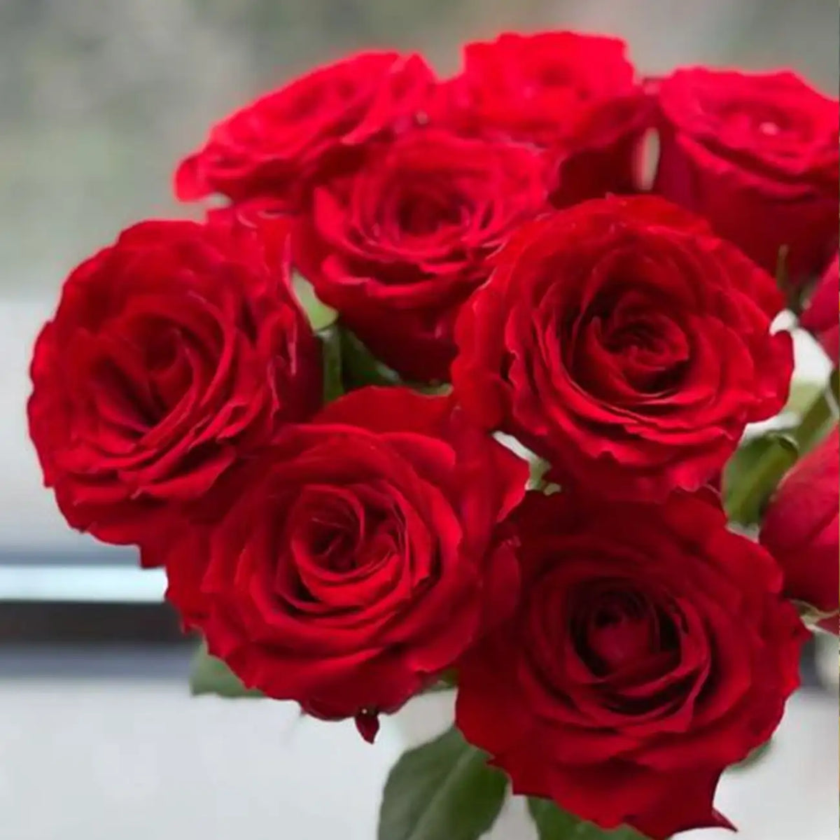 Cherish Rose Seeds