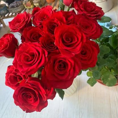 Cherish Rose Seeds