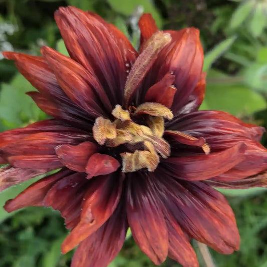 Cherokee Sunset Black-Eyed Susan Seeds