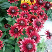 'Cherry Brandy' Rudbeckia Seeds