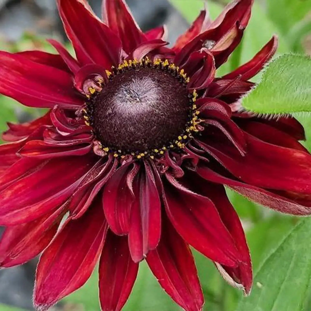 'Cherry Brandy' Rudbeckia Seeds