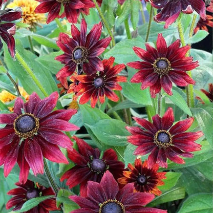 'Cherry Brandy' Rudbeckia Seeds