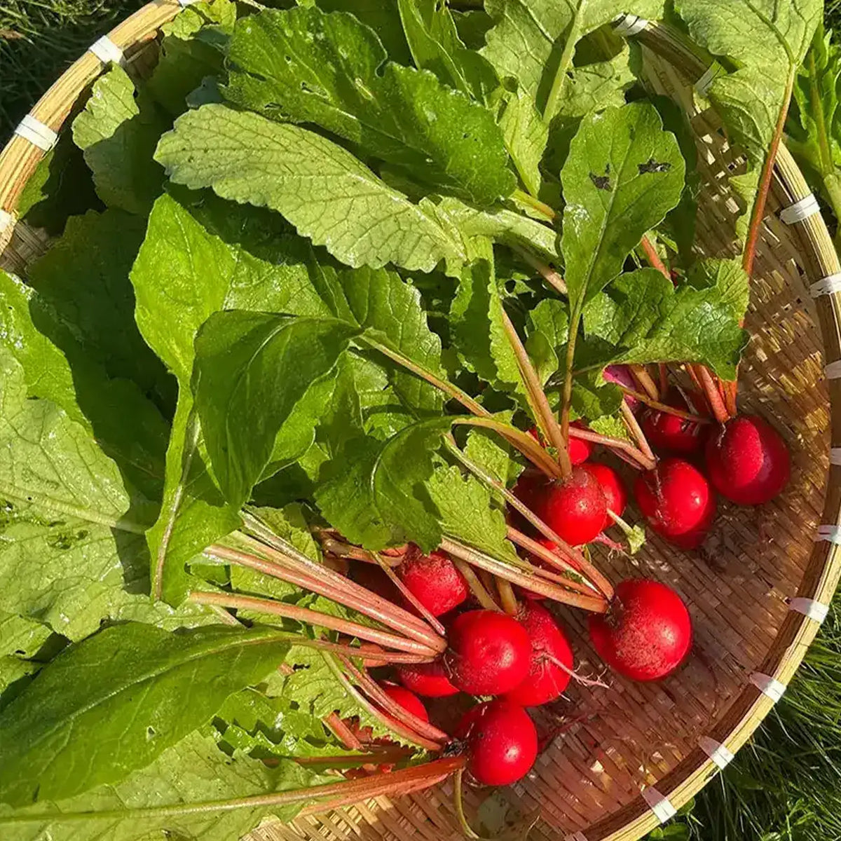 Cherry Radish Seeds