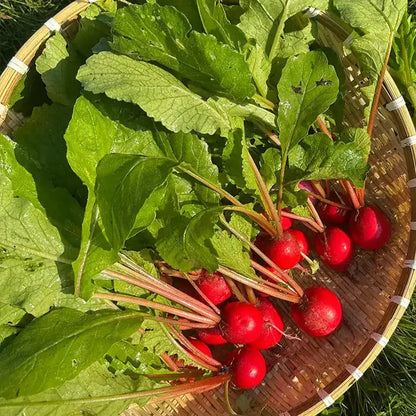 Cherry Radish Seeds
