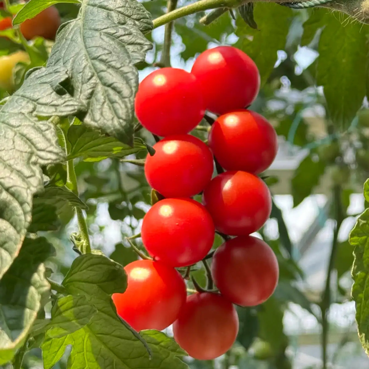 Cherry Tomatoes Seeds