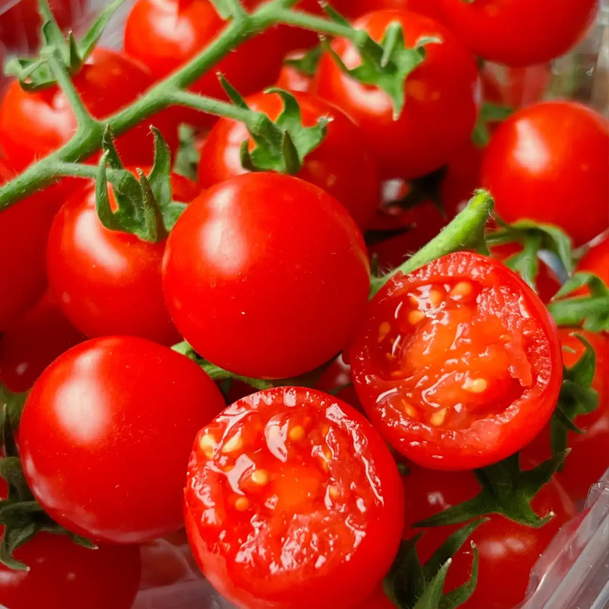 Cherry Tomatoes Seeds