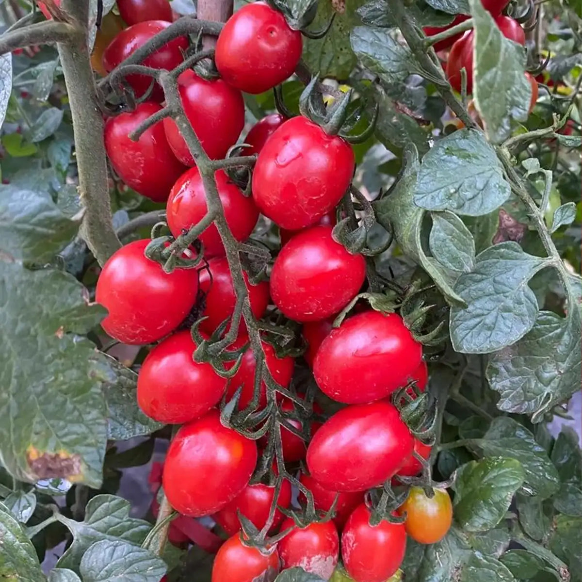 Cherry Tomatoes Seeds