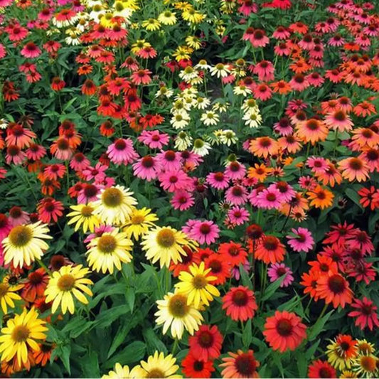 Cheyenne Spirit Coneflower Seeds
