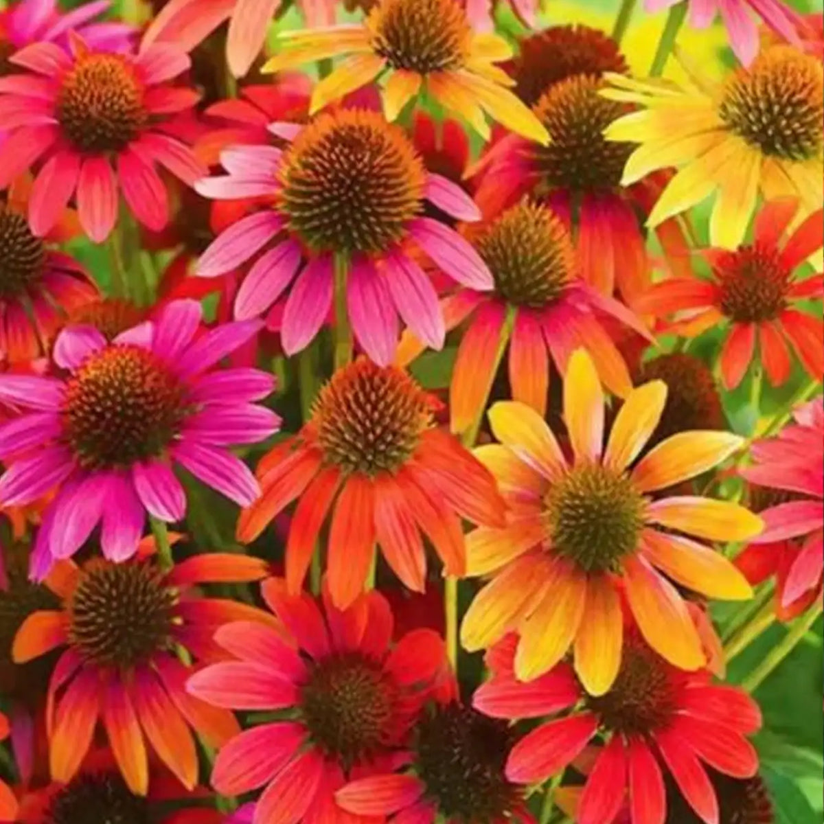 Cheyenne Spirit Coneflower Seeds