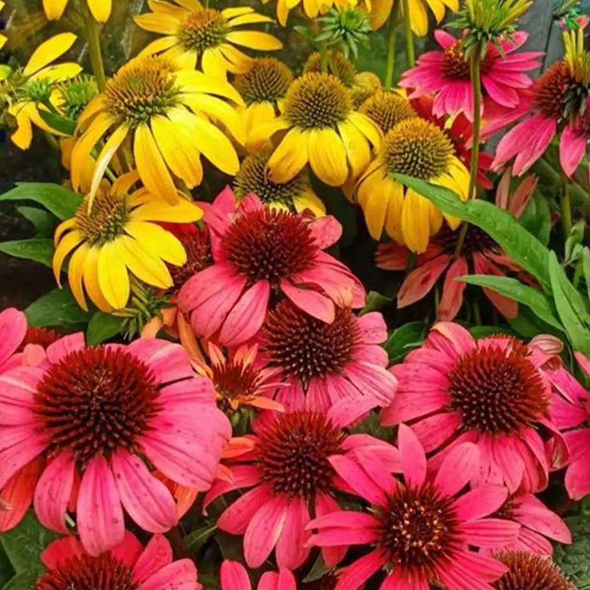 Cheyenne Spirit Coneflower Seeds