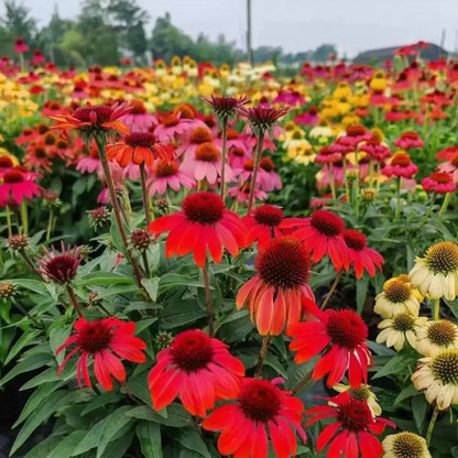 Cheyenne Spirit Coneflower Seeds
