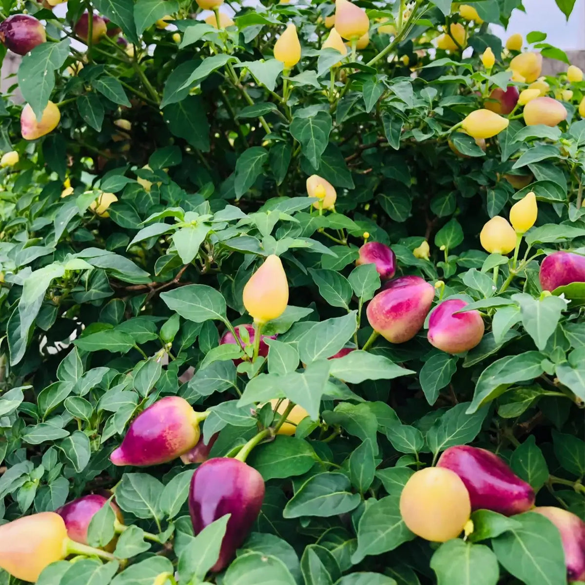 Chinese Five-Color Pepper Seeds