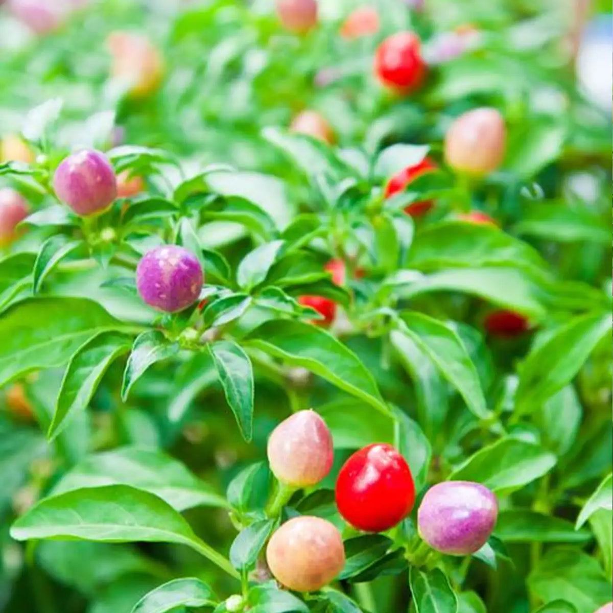 Chinese Five-Color Pepper Seeds
